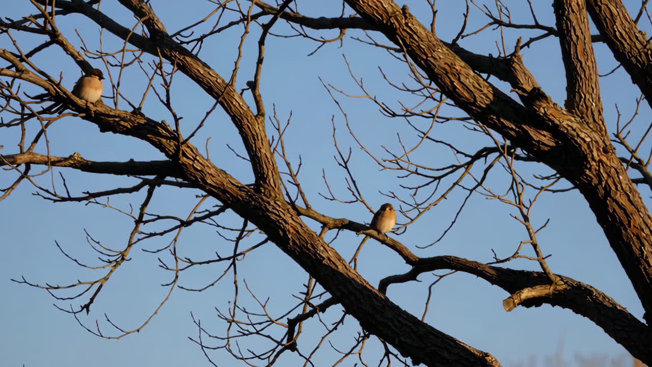 Birds Perched on Bare Branches