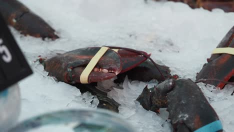 fresh lobsters on ice at a market