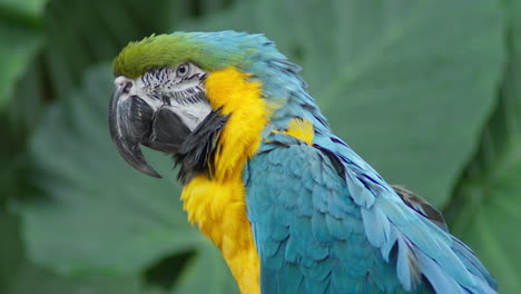 a side view of a drowsy macaw - close up