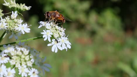 close-up footage of a bee on a white flower