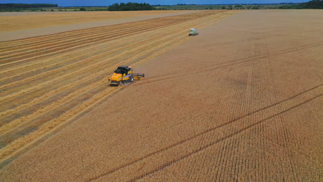 Harvester on gold wheat fields. Agricultural landscape ripe wheat harvesting. Panoramic view from above.