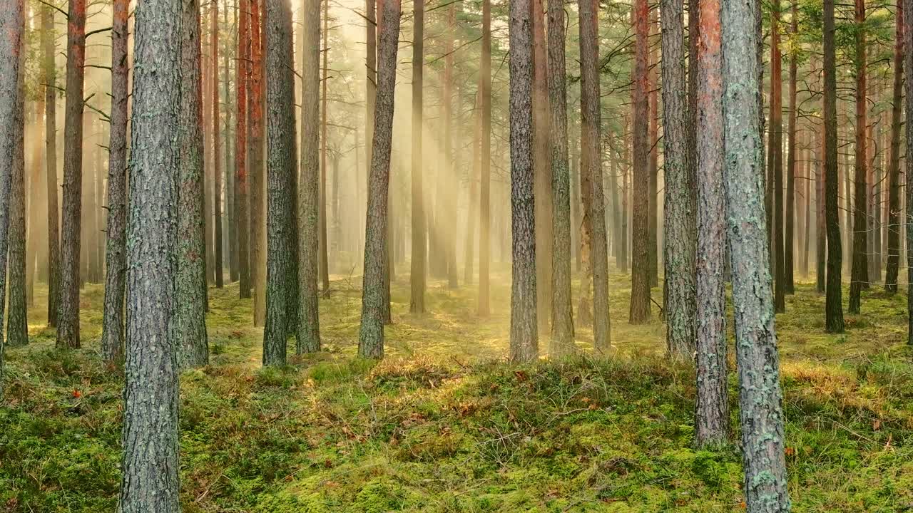Raggi di luce soffusa attraversano una pineta in Lettonia durante l'alba dorata