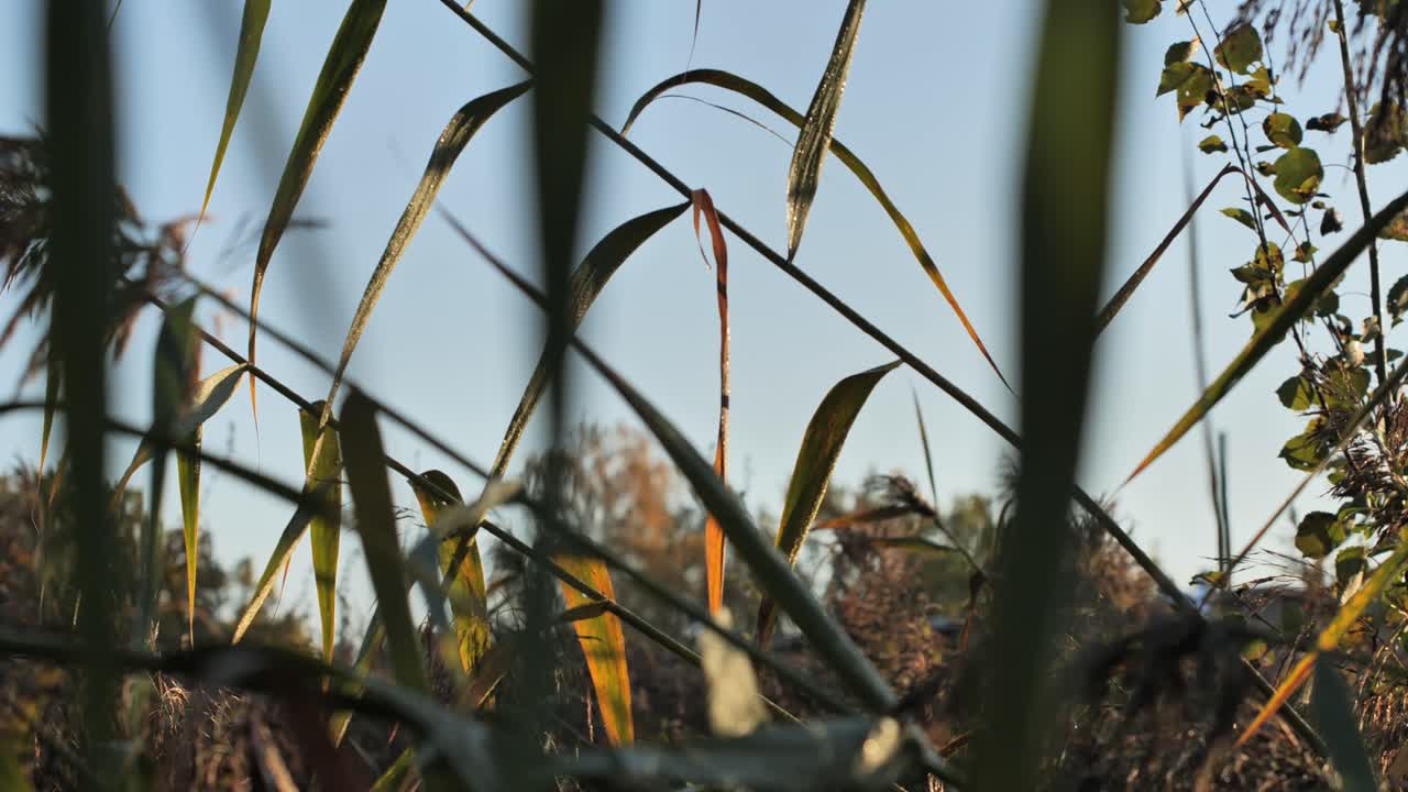 Slow pan across tall grass, moving gently in the wind, filmed handheld - 4K.