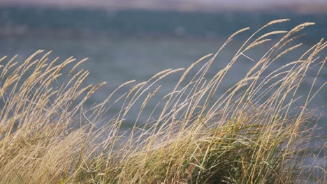 a close-up shot of yellow beach grass swaying in the wind