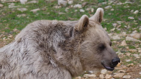 Close-face-shot-of-a-bear-ursus-arctos-syriacus-in-Montpellier-zoo.-Captive