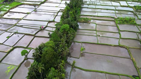 Beautiful-rice-fields-landscape-of-square-parcels-on-agricultural-farm-growing-on-tropical-clime-in-Indonesia