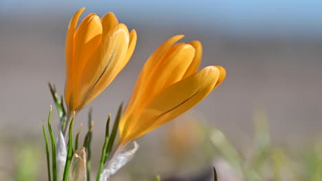 dos flores de crocus amarillas en la primavera