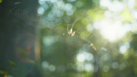 4k slow motion macro shot of a spider killing a fly and scaring a second spider, against the sunlight, in the middle of the forest