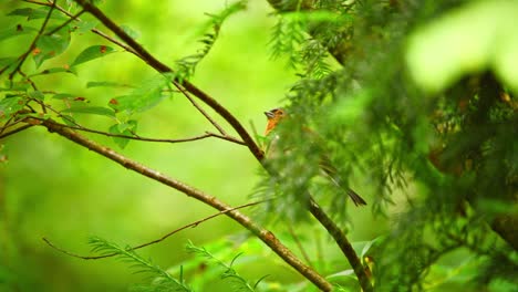 Common-Eurasian-Chaffinch-in-Friesland-Netherlands-behind-leaves-standing-on-thin-branch