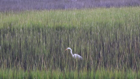 snowy egret stalks prey in the salt marsh grasses