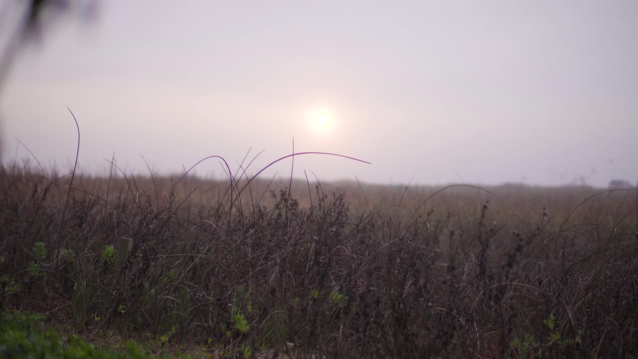 4K-panorointikuva rikkaruohojen lähikuvasta keskittyen auringonnousuun sumuisena aamuna.