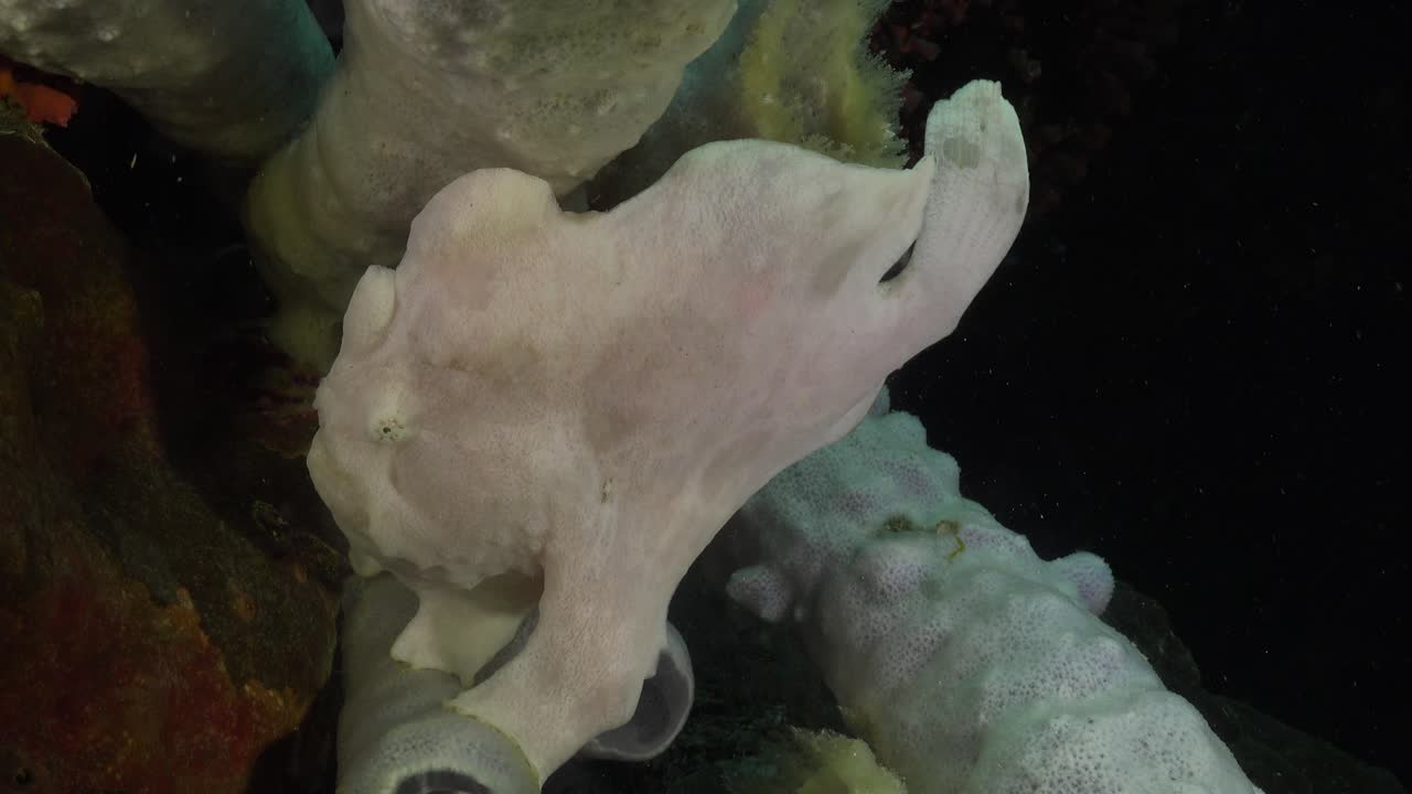 белая гигантская рыба-лягушка сидит на серой губке