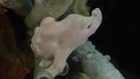 white giant frogfish sitting on grey sponge