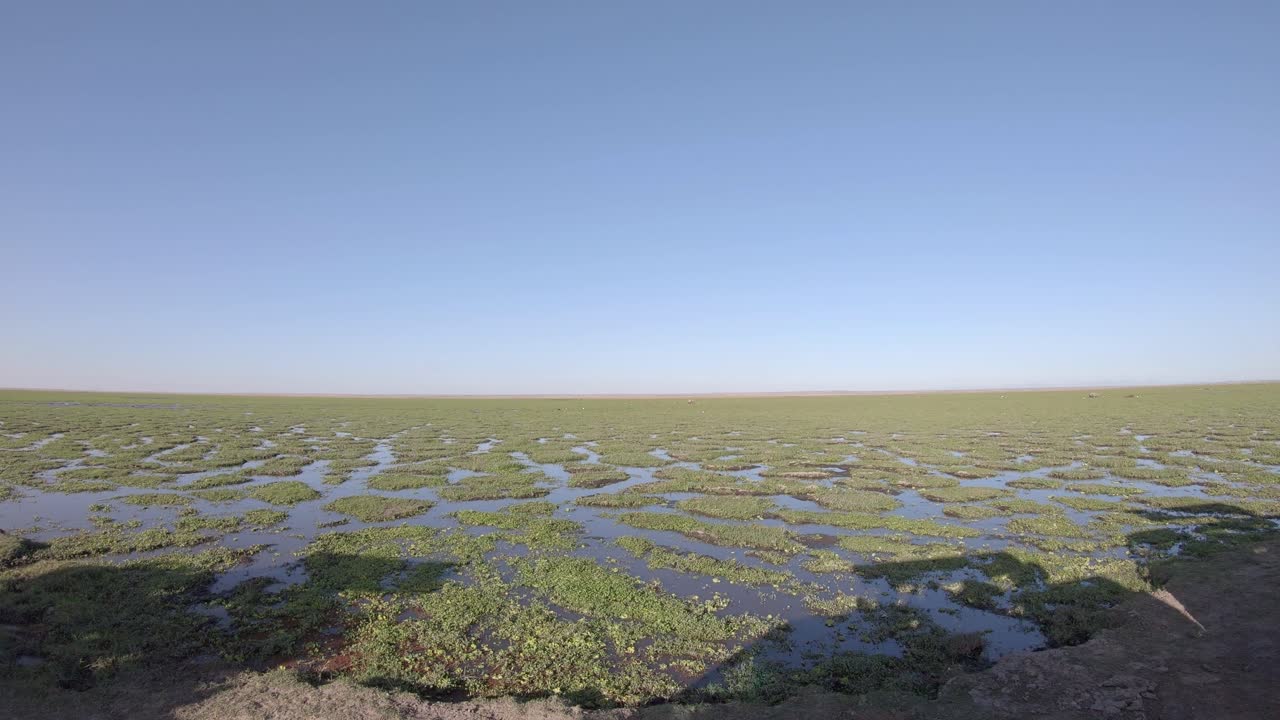 птицы и слоны, дикая природа на болотах саванны амбодели в африке