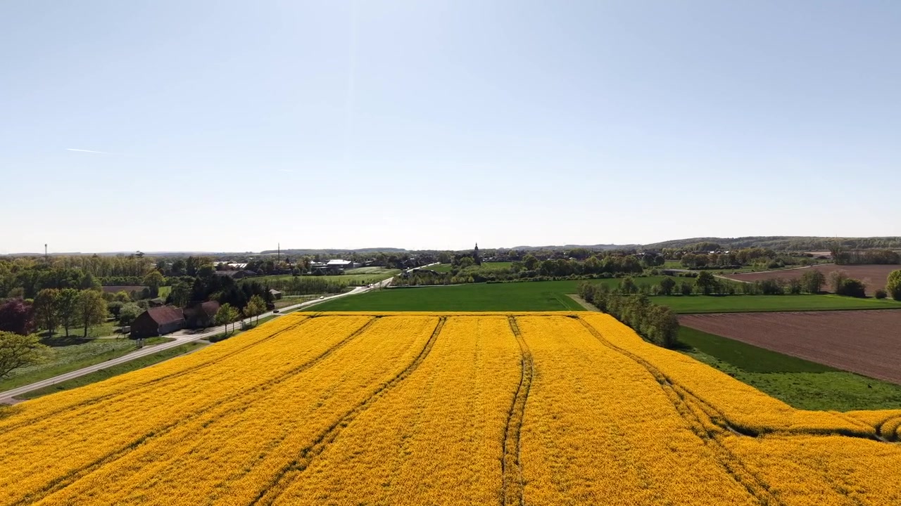 Campo di colza giallo brillante nella Germania rurale con terreni agricoli verdi e cielo sereno in Europa, che mostra la coltivazione agricola, la crescita stagionale e un paesaggio rurale pacifico. Approccio con sorvolo aereo.