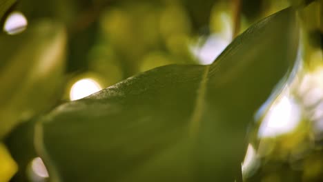 Natual-bokeh-of-light-between-tree-leaves