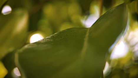 bokeh natural de la luz entre las hojas de los árboles