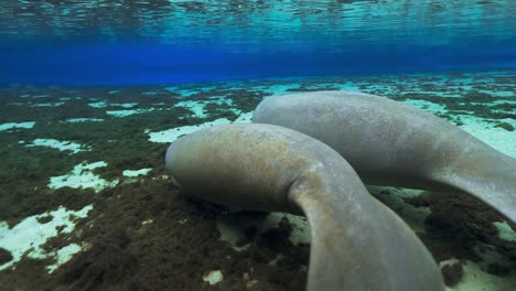 underwater view of two manatees swimming side by side in a crystal-clear florida spring