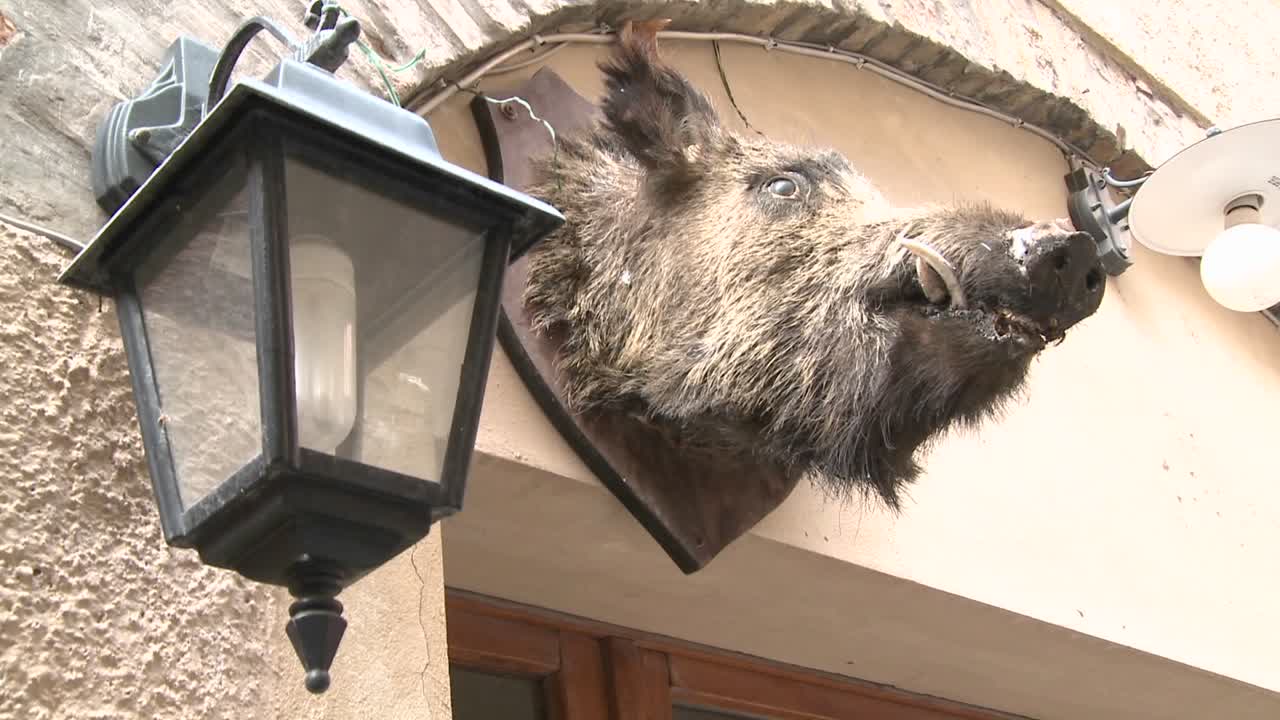 una cabeza de jabalí cuelga fuera de un restaurante en italia