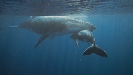 Humpback-Whales-In-Tonga