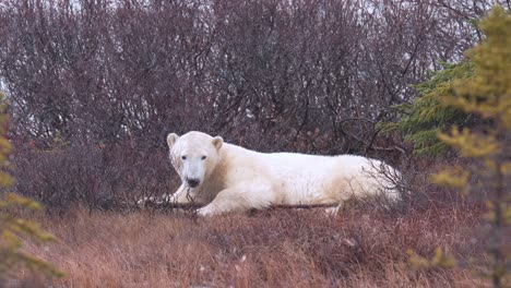 Slow-motion-polar-bear-waits-for-the-winter-freeze-up-amongst-the-sub-arctic-brush,-falling-snow-of-Churchill,-Manitoba