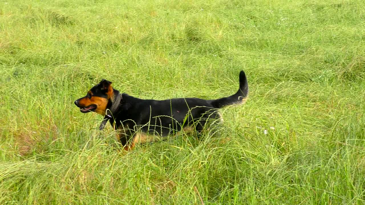 귀여운 수 개가 잔디에서 재미를 느끼고 있습니다.