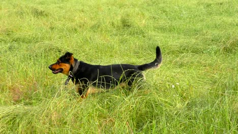 un perro macho lindo se divierte en el campo de hierba