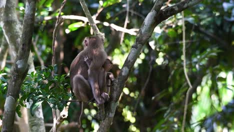 Der-Nördliche-Schweinsschwanzmakak-Ist-Ein-Primat,-Der-Häufig-Im-Nationalpark-Khao-Yai-Vorkommt,-Obwohl-Es-Sich-Um-Eine-Gefährdete-Art-Handelt