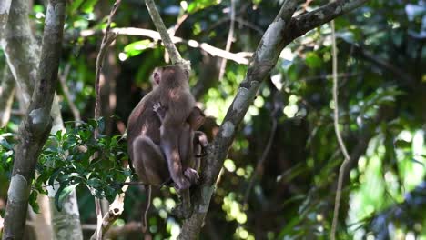 el macaco de cola de cerdo del norte es un primate comúnmente encontrado en el parque nacional de khao yai aunque es una especie vulnerable.