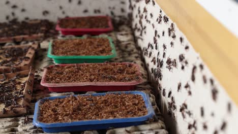 millions of crickets crawling in the feeding bin in cricket farm
