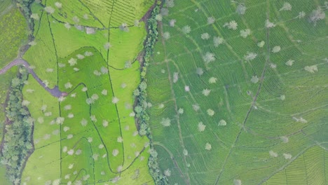 top down view of green tea plantation in the foggy morning