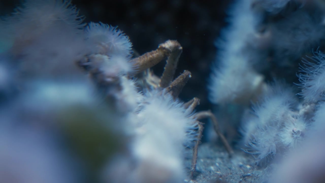 Un piccolo granchio si nasconde dietro un'anemone di mare nell'oceano.