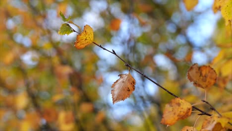 Nahaufnahme-Von-Gelben-Blättern-Im-Zweig