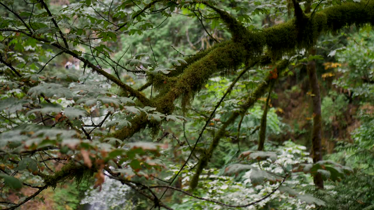 Slow motion landscape of mossy branches bushy leaves with waterfall in Oregon forest national park Multnomah Falls USA America hiking nature wilderness environment