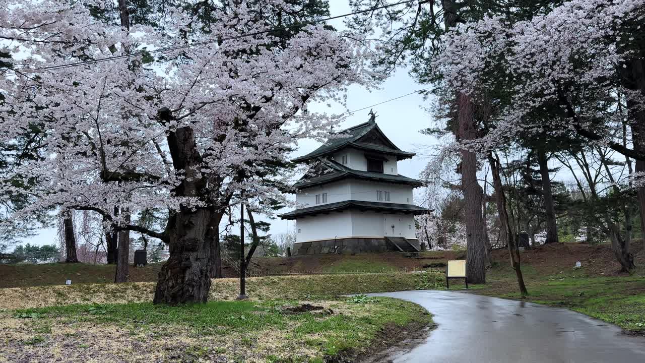 Cherry blossoms bloom near historic Hirosaki Castle on a calm spring day in Japan