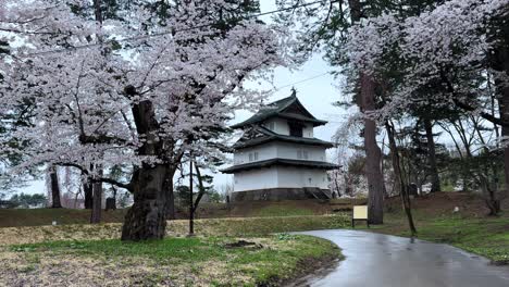 cherry blossoms bloom near historic hirosaki castle on a calm spring day in japan