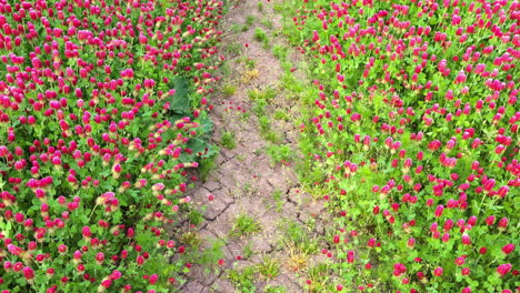 hermoso camino natural rodeado de tréboles carmesí