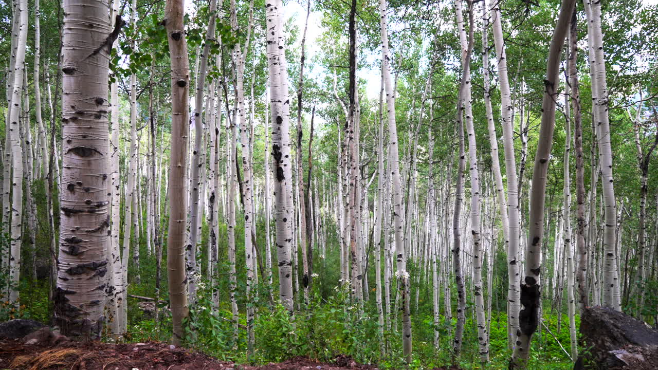 Aspen trees grove forest dense lush mature quaking Aspens white bark Minturn Vail Telluride Crested Butte Aspen Snowmass Colorado morning summer spring Mount Holy Cross Wilderness trail circle left