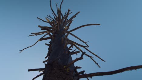 árbol que se quema en el sol con cielos azules