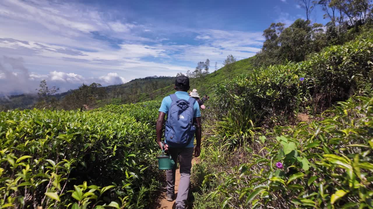 Perspective view walking through vibrant tea plantations in Bandarawela, Sri Lanka, guided by a local expert.