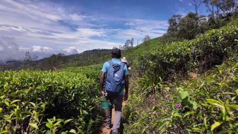 perspective view walking through vibrant tea plantations in bandarawela, sri lanka, guided by a local expert.