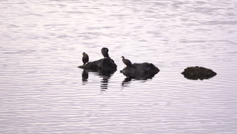 three ducks standing on rocks in sea and grooming their feathers