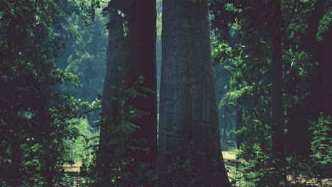Early morning with sunrise in forest