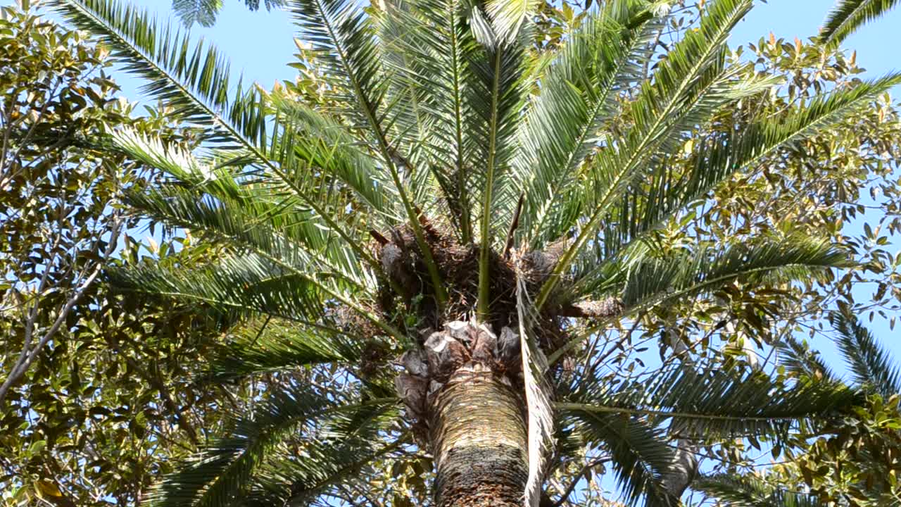 Palmuja Cadizissa. Cadizin kaupunki, Espanja, Andalusia. Palmuja Cadizissa.