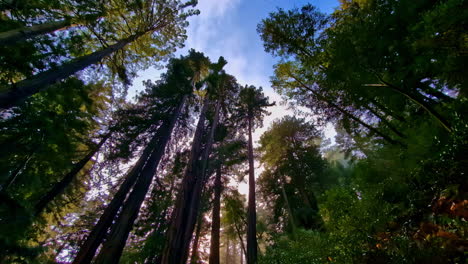 Vista-De-Inclinación-Lenta-De-Las-Antiguas-Secuoyas-Costeras-Del-Monumento-Nacional-De-Muir-Woods