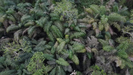 flying over palm tree jungle and wetland in benin