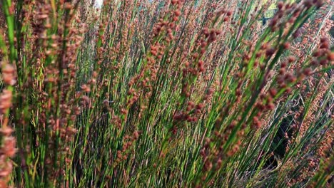 tall grass swaying in the wind