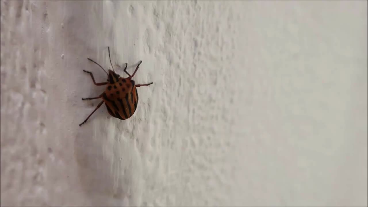 Brown striped beetle. Beetle with black stripes on brown body climbing white wall