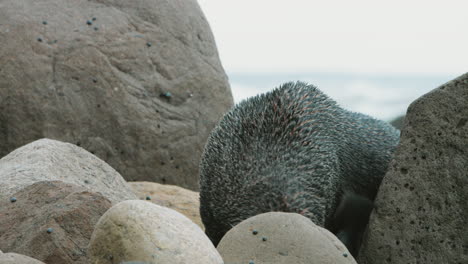 lobo marino adulto descansando sobre rocas de playa blanca - cerrar