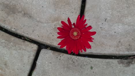 deep red gerbera daisy slow motion pan growing in between pavement rock slabs, lonely single flower all on its own, sad and emotional clip